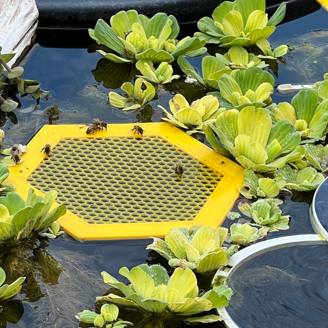 Floating Bee Island-Bee Waterer