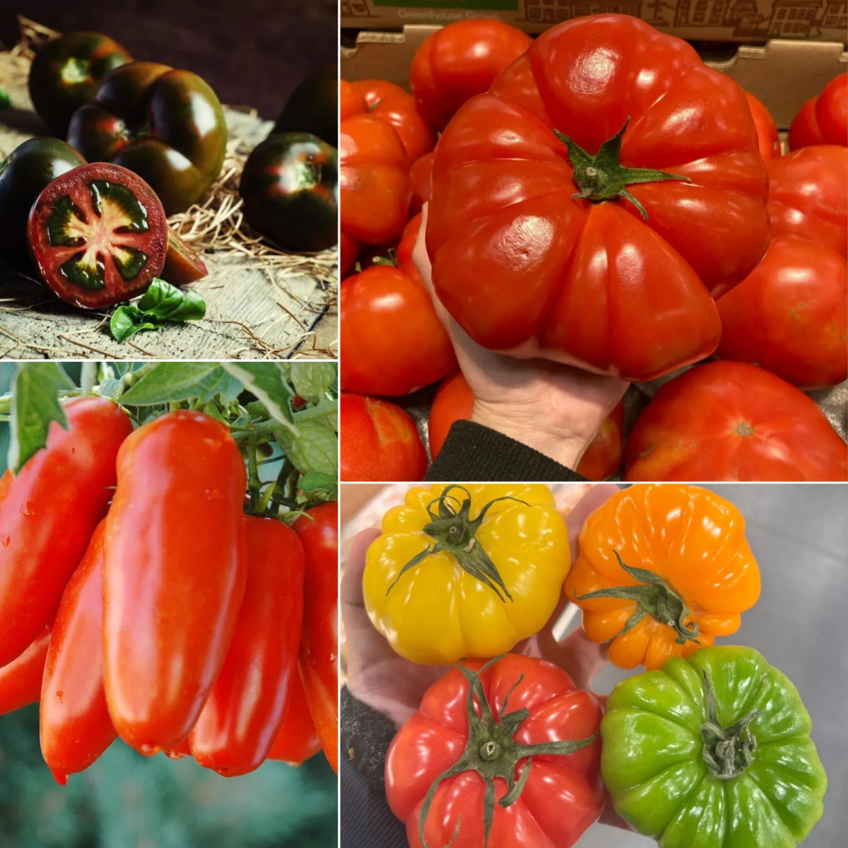 Heißer Verkauf im Jahr 2024 🍅Seltene Black PearlTomaten