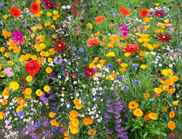 Buck-Off Deer Resistant Wildflower Seed Mix