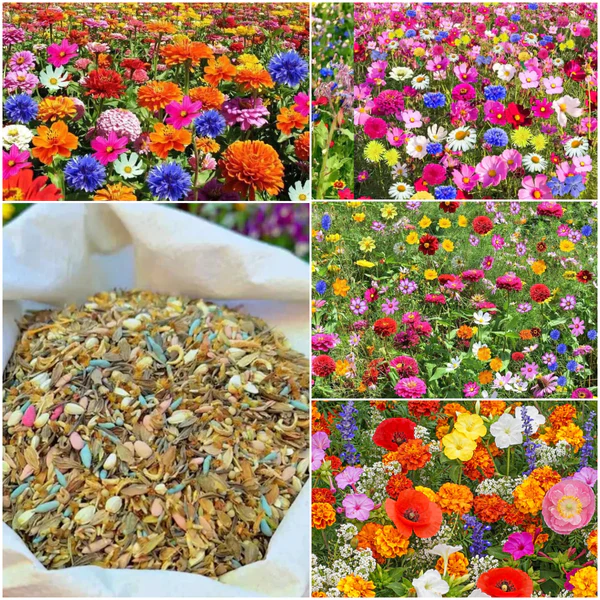  💖💖 Semi esclusivi di fiori selvatici misti - Oltre 100 varietà miste