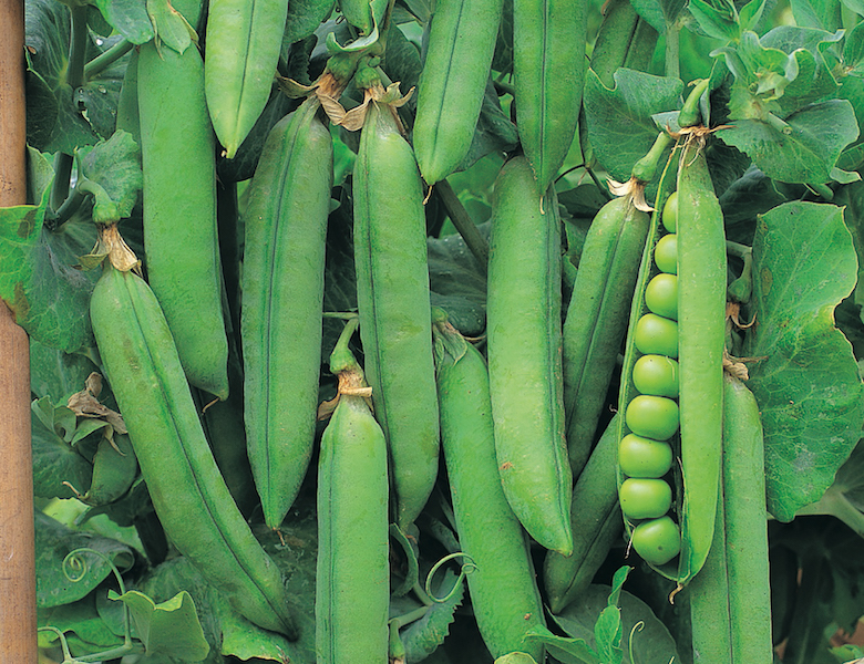 Pea 'Rondo' (Maincrop) from Thompson & Morgan