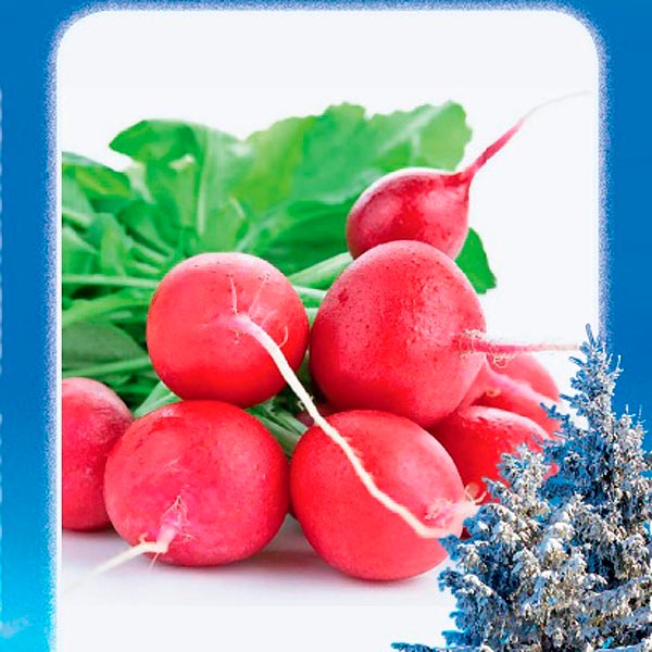 Редис Сизар F1, 0,5 г Огород на Севере