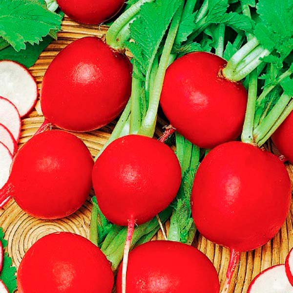 Редис Стеллар F1, 0,5 г Bejo Zaden Профессиональные семена