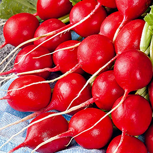 Редис Тепличный, 2 г Сделано в СССР