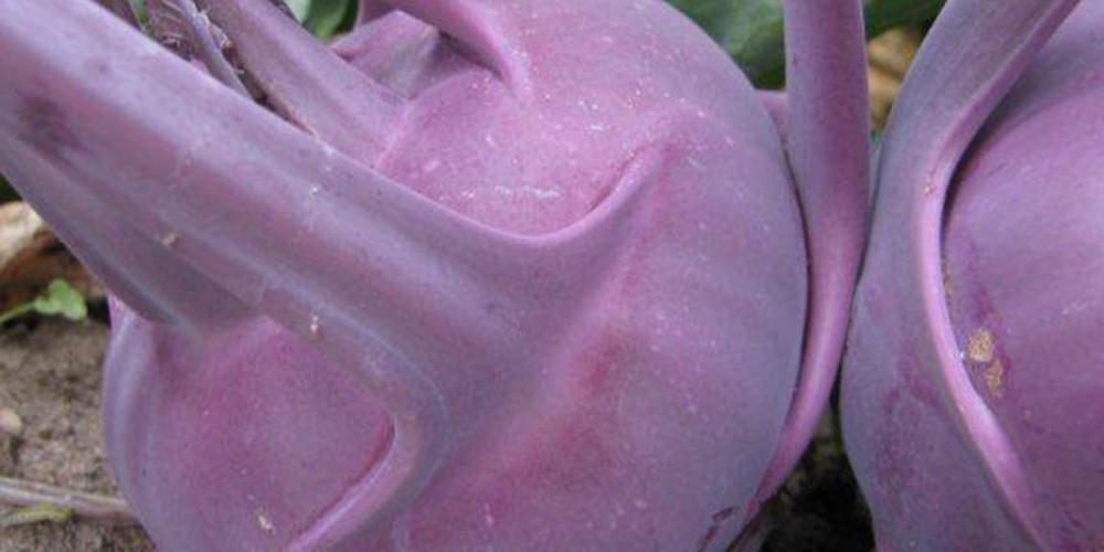 Delicacy Purple Kohl Rabi