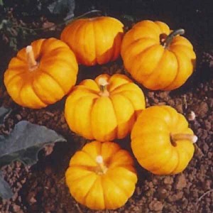 Jack-be-Little Pumpkin