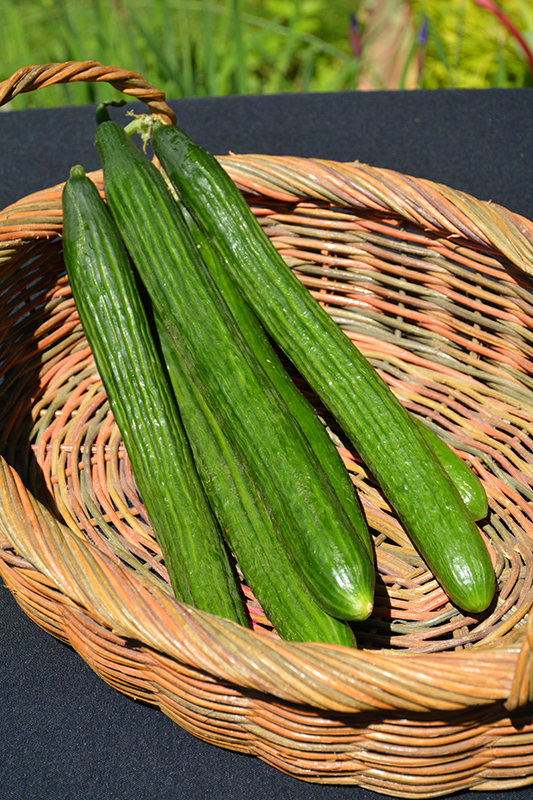 Tasty Jade Cucumber (Cucumis sativus 'Tasty Jade') at Roger's Gardens