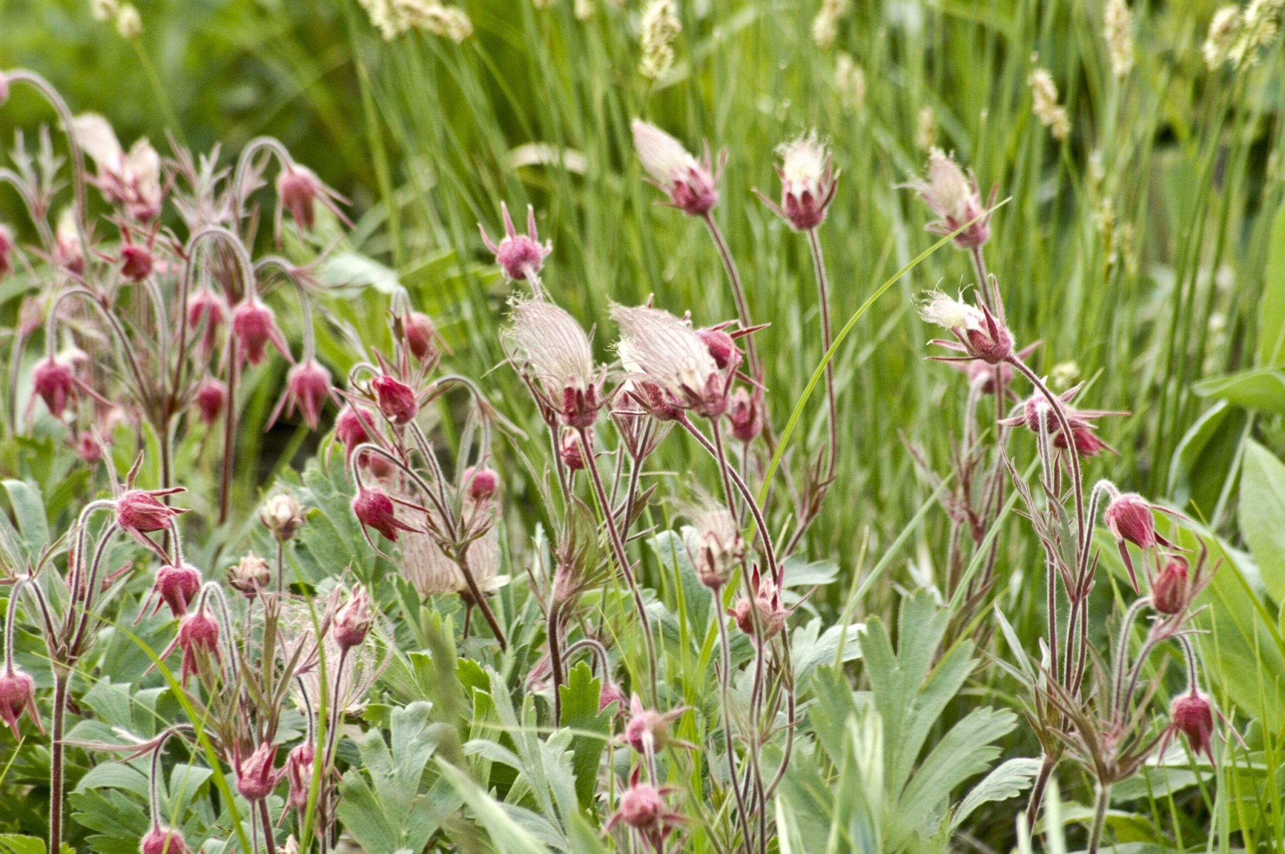 Prairie Smoke (Geum triflorum) - Sag Moraine Native Plant Community