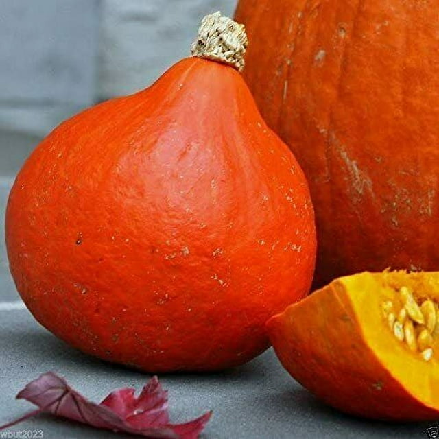 Red Kuri Squash Seeds | Non-GMO | Vegetable Seeds | | 1122, 10 Seeds