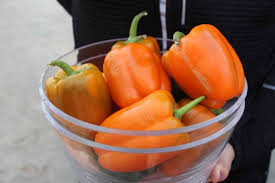 Spring Trials 2019: What's New With Veggies - Greenhouse Grower