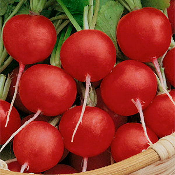 Редис Скороспелка нежная, 3 г