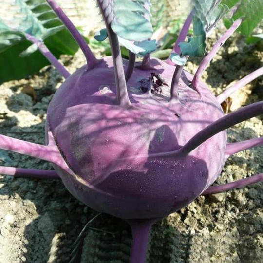 Lila KohlrabiSamen Farbenfrohe Vielfalt für Ihren Gemüsegarten! 🌱?