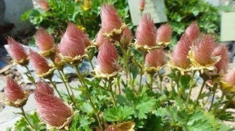 10 rare seeds Prairie Smoke, Indian Physic, Geum triflorum image 2