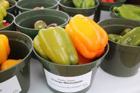 10 Standout Vegetables We Saw at the California and New York Seed Trials - Growing Produce