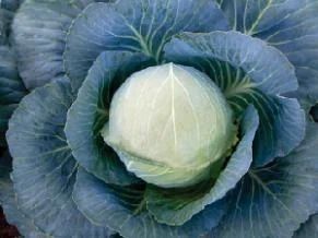 Cabbage