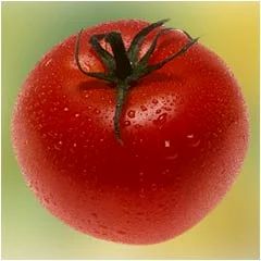 Tomato