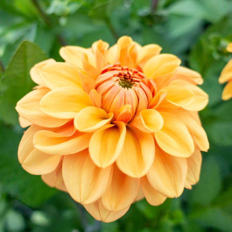 Dahlia ‘Ginger Snap’ Seeds