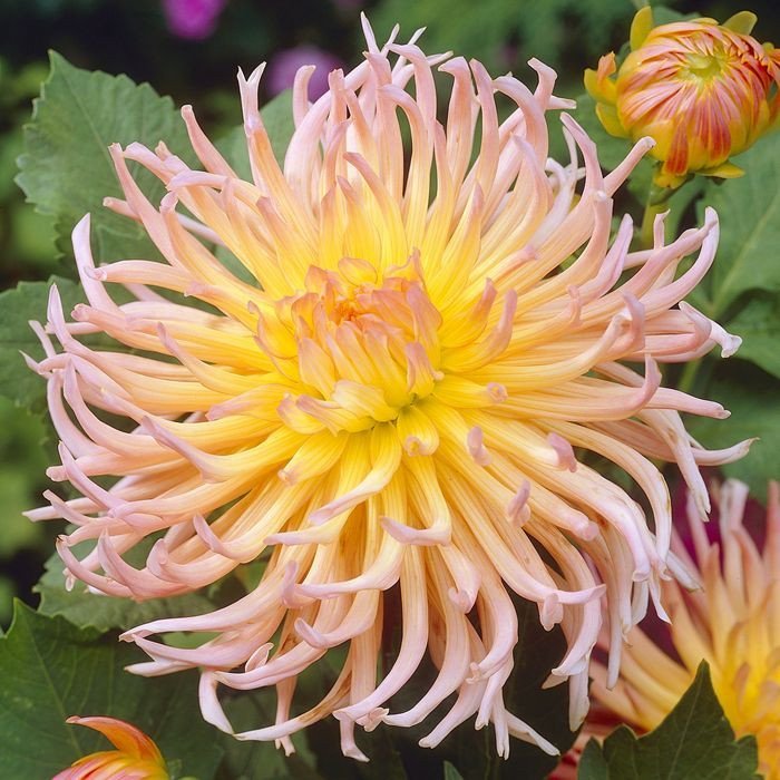 Dahlia ‘Apricot Star’ Seeds