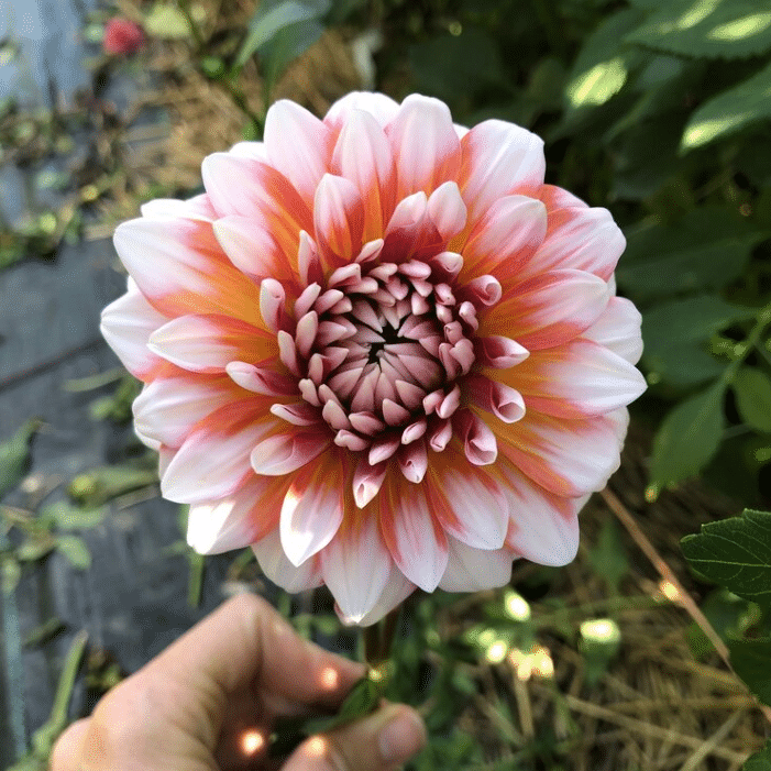 Dahlia ‘Orange N Snow’ Seeds