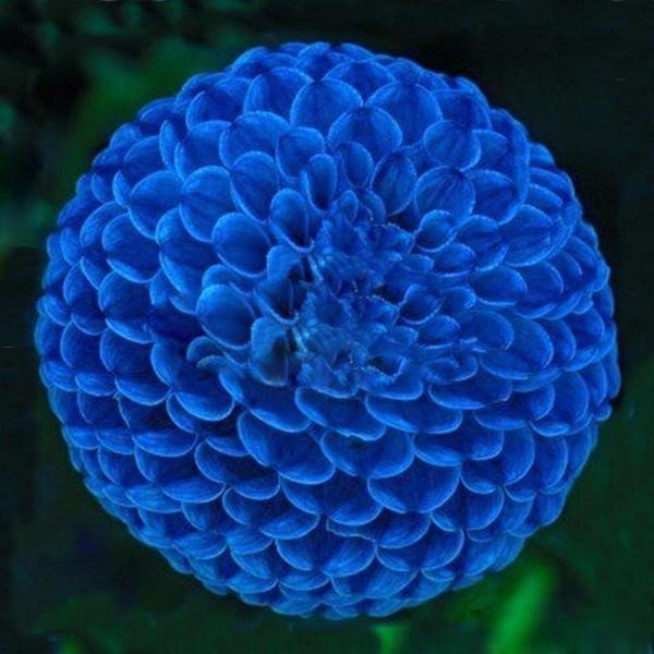 Blue Fireball Dahlia Seeds