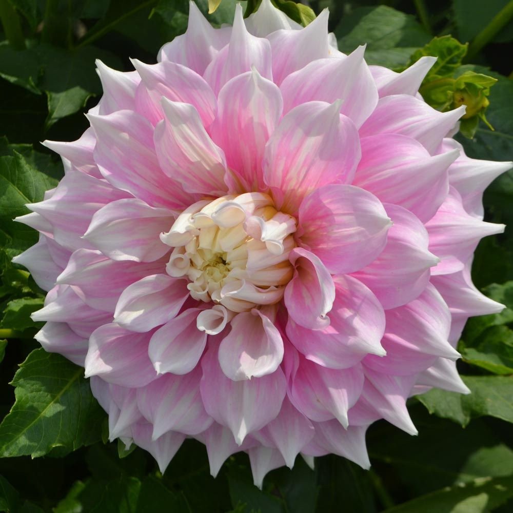 Dahlia ‘Gitts Perfection’ Seeds