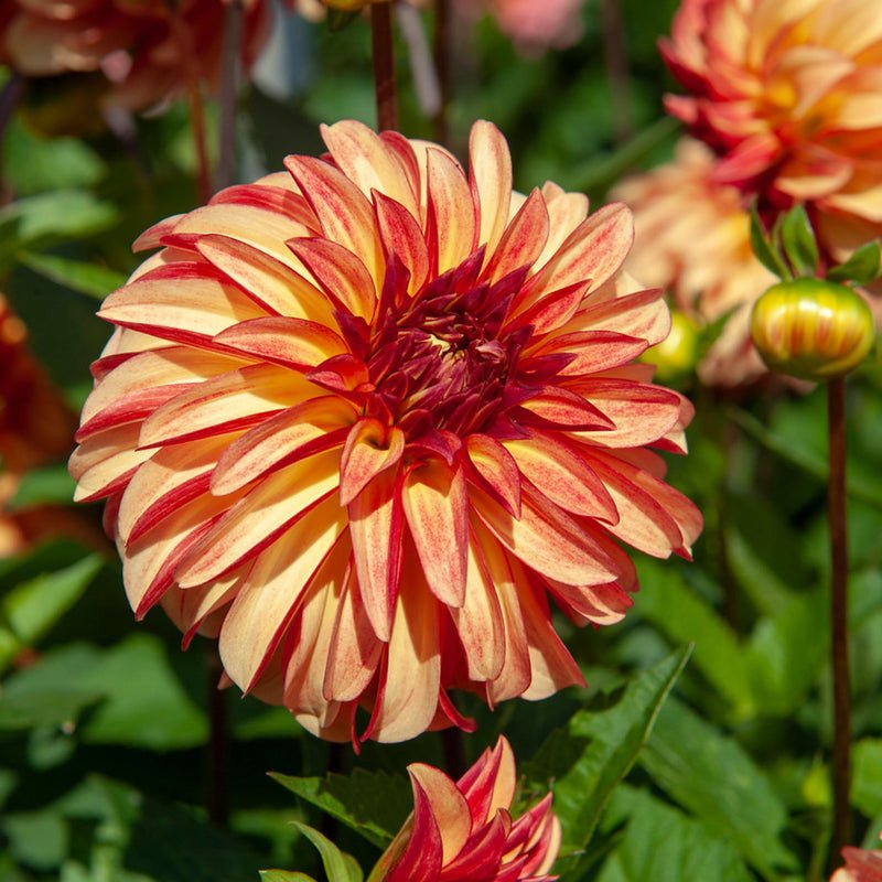 Dahlia ‘Irish Pinwheel’ Seeds