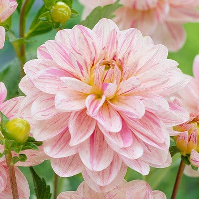 Dahlia ‘Bonesta’ Seeds