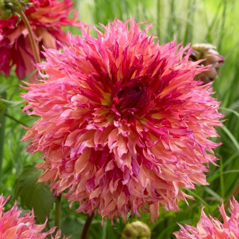 Dahlia ‘Myrtle’s Folly’ Seeds