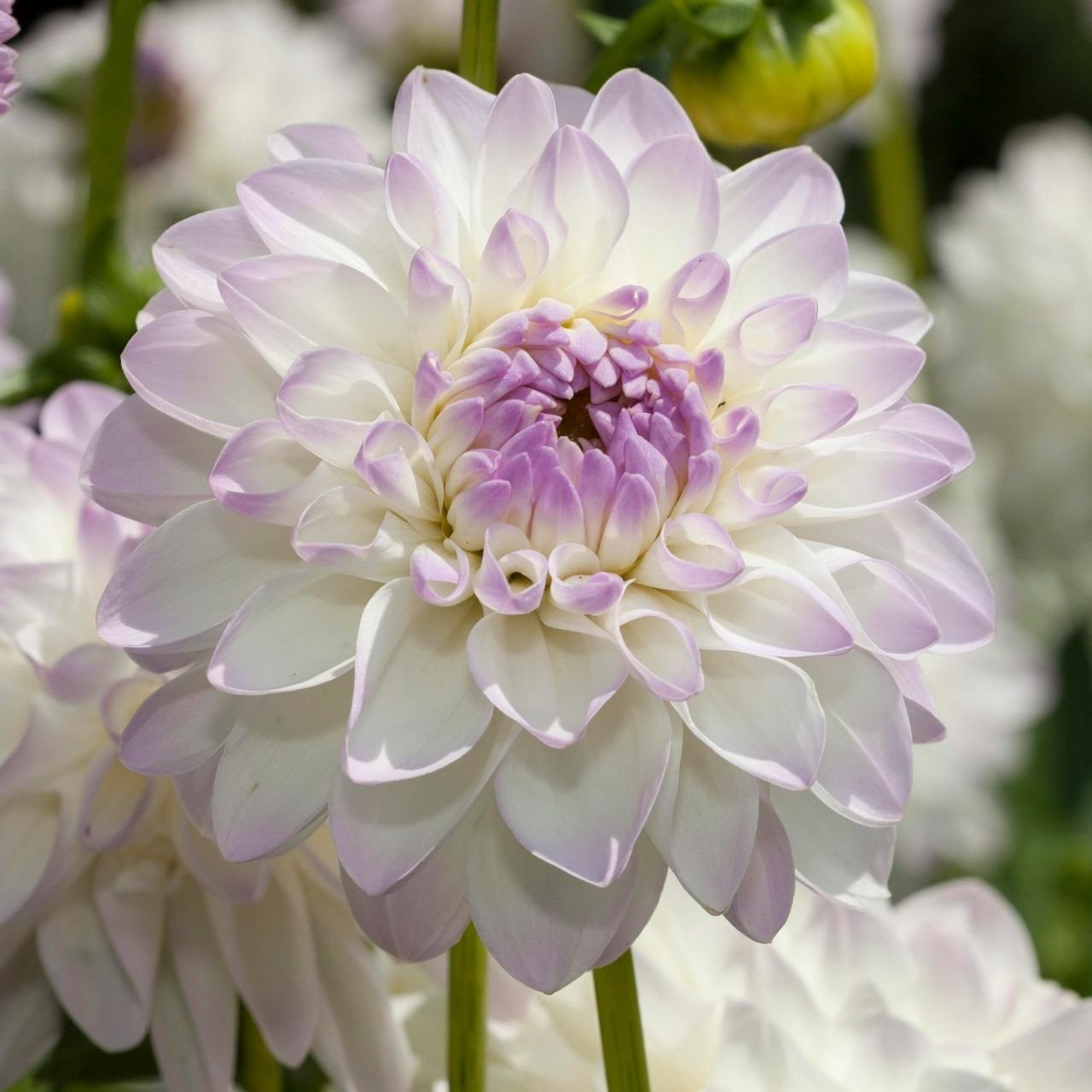 Dahlia ‘Eveline’ Seeds