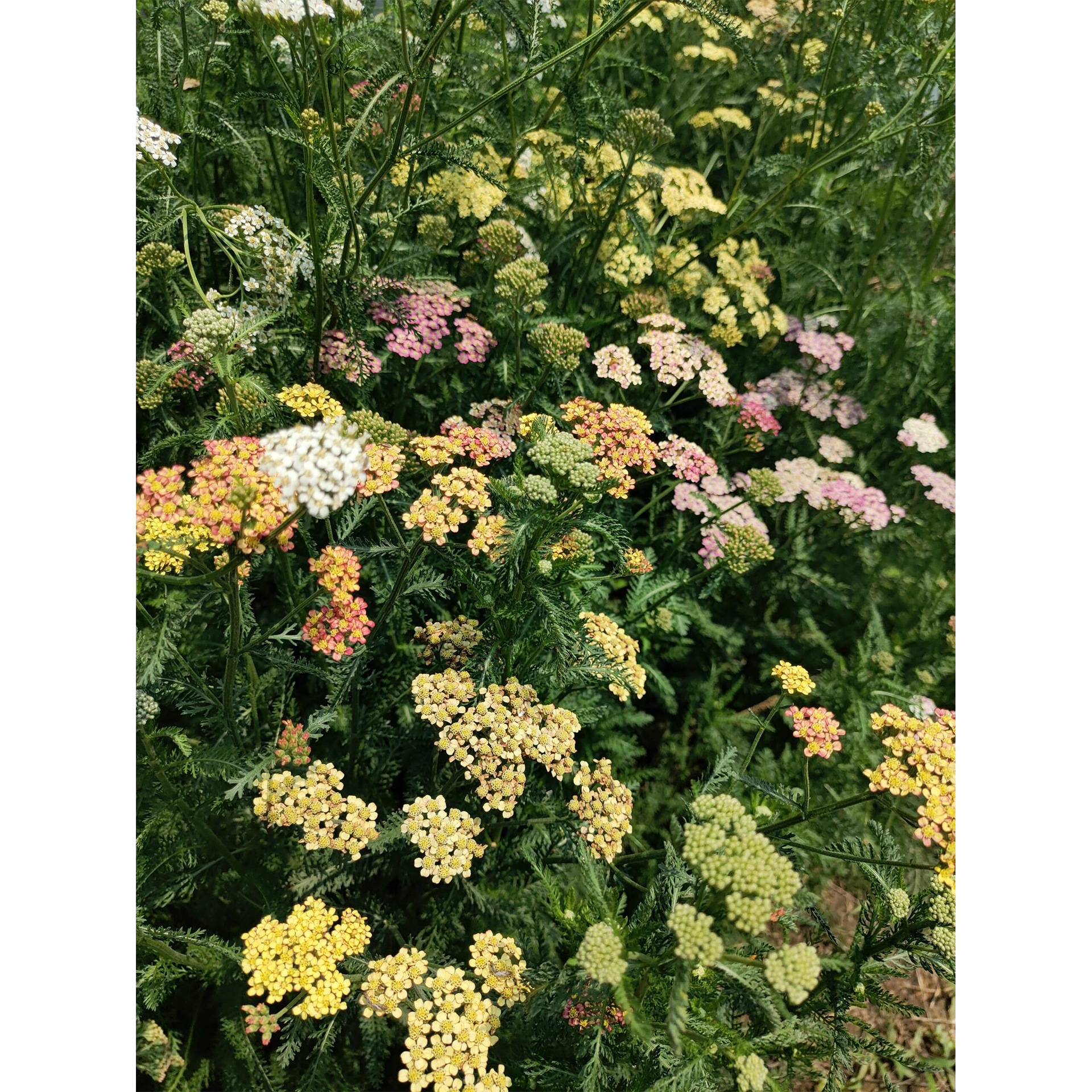 Swamp Milkweed Seeds - Mix-Plantjoyfarm-Flower Seeds,Pollinator