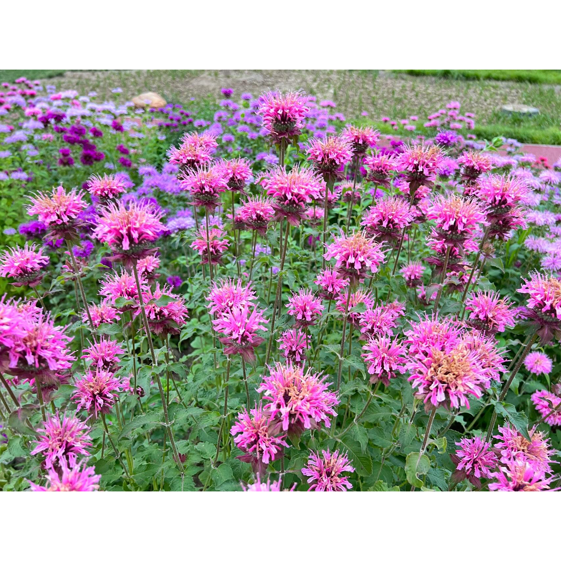 Bee Balm - Wild Bergamot Seeds-Plantjoyfarm-Flower Seeds,Pollinator