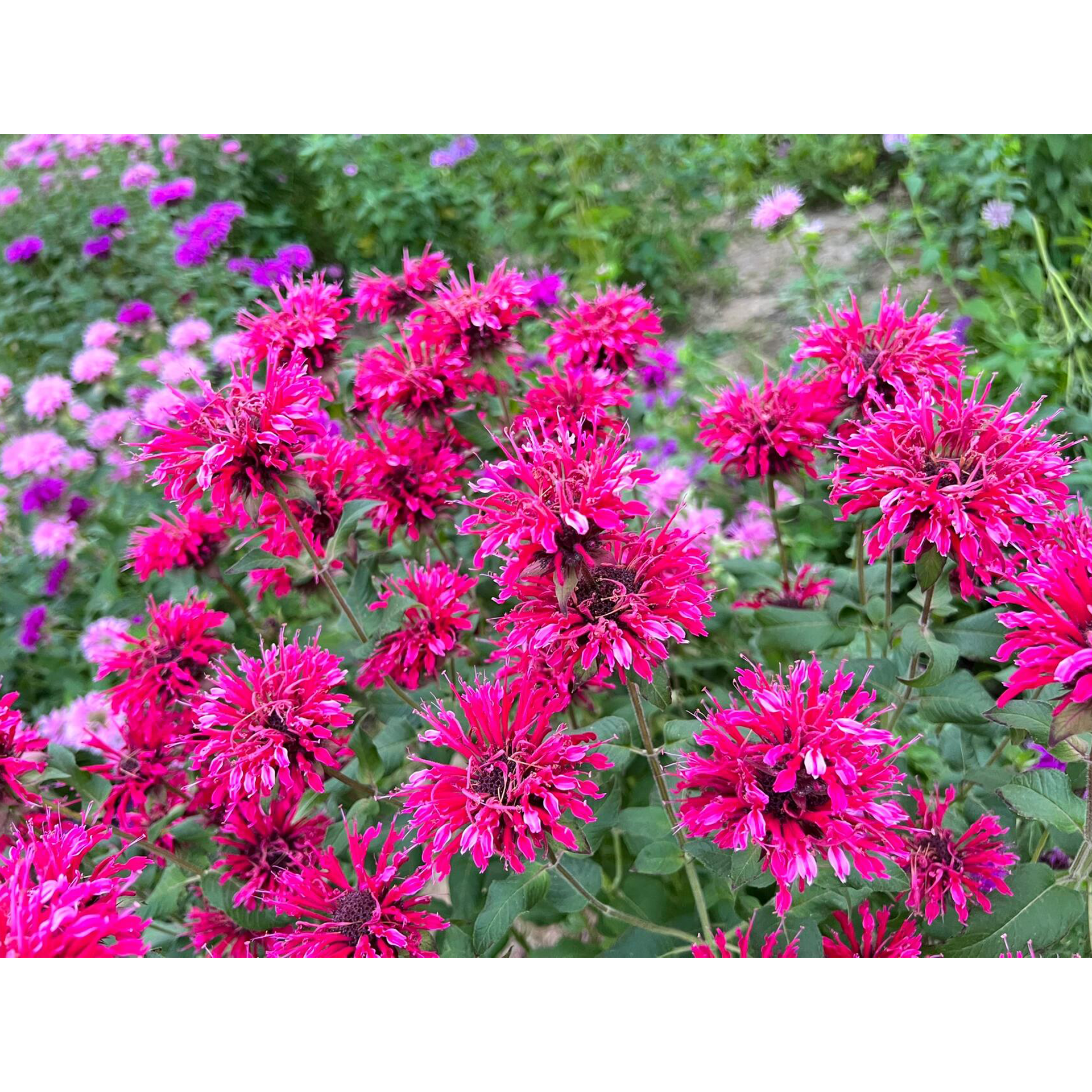 Bee Balm - Wild Bergamot Seeds-Plantjoyfarm-Flower Seeds,Pollinator