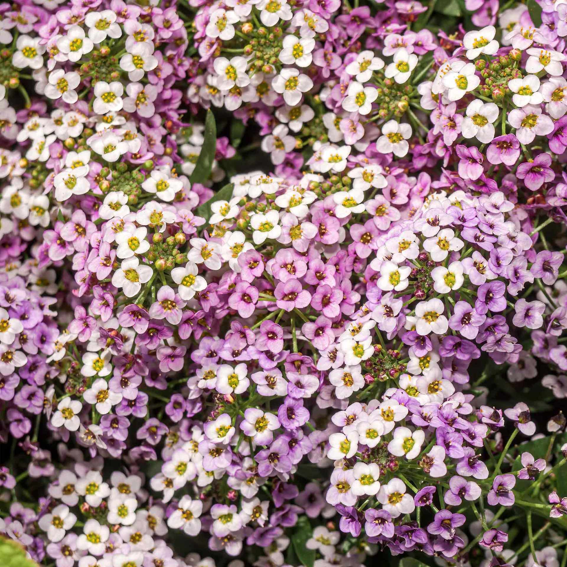 Sweet Alyssum Seeds (Dwarf) - Royal Carpet