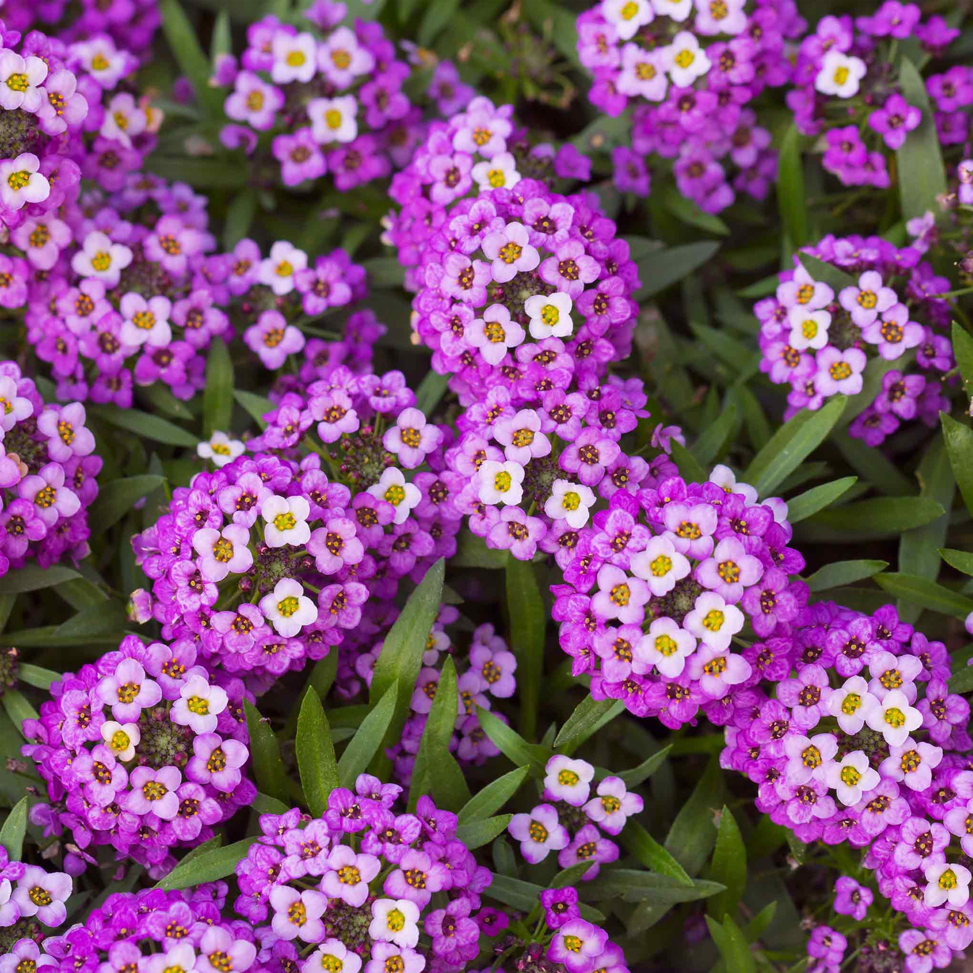 Sweet Alyssum Seeds (Dwarf) - Royal Carpet-Plantjoyfarm-Flower Seeds,Pollinator