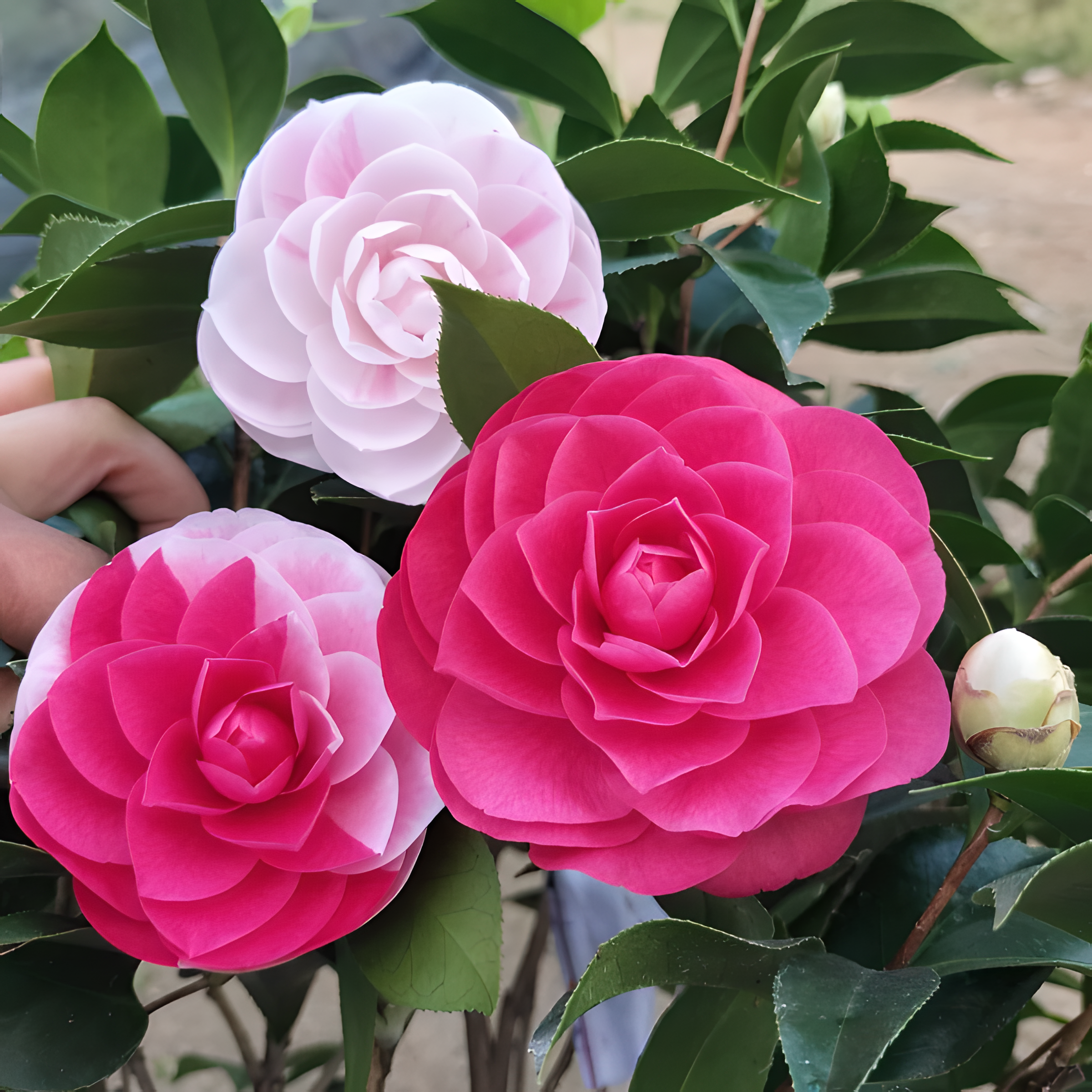 🌼Five-Color Camellia—Ideal Love-Plantjoyfarm-best selling,Garden Seeds