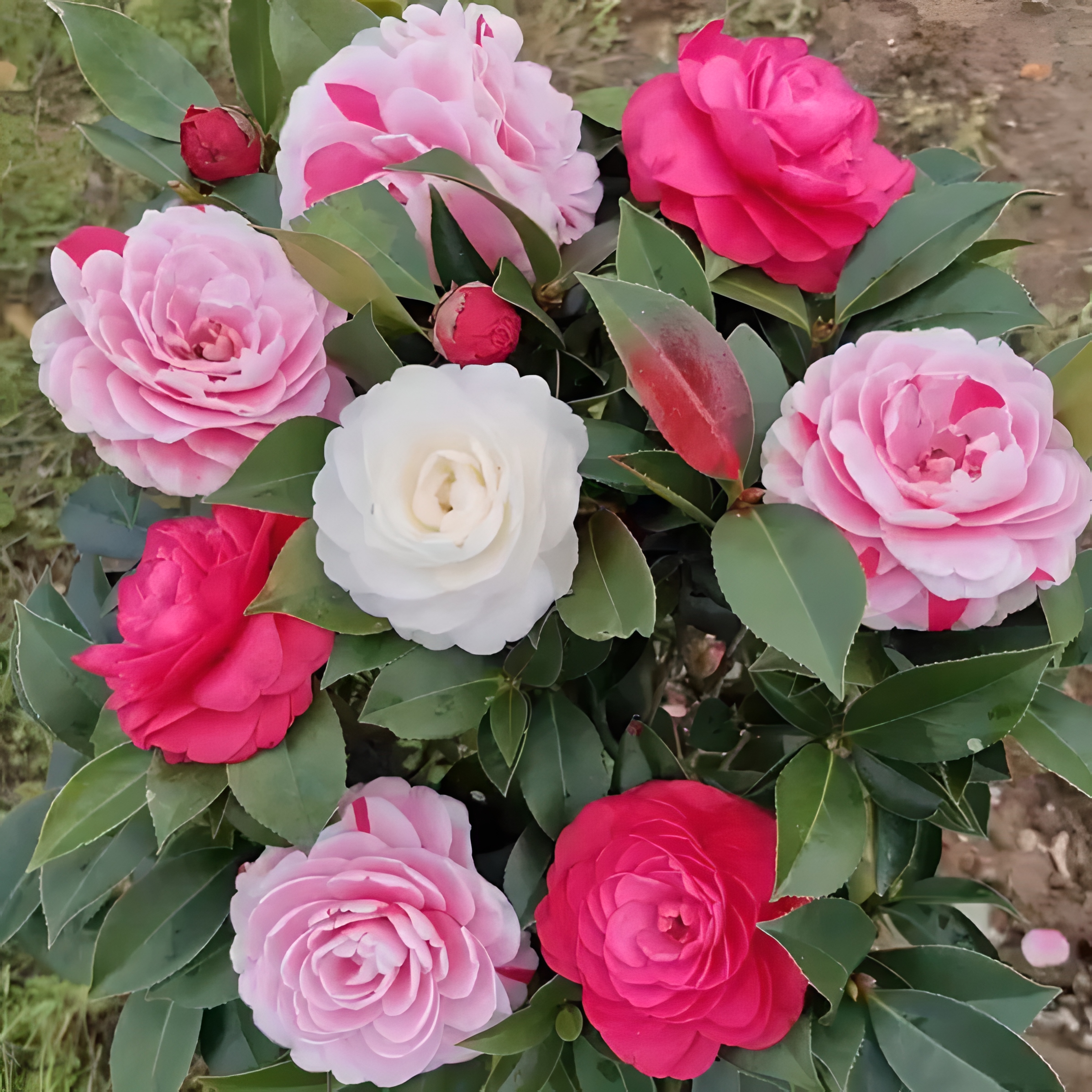 🌼Five-Color Camellia—Ideal Love-Plantjoyfarm-best selling,Garden Seeds