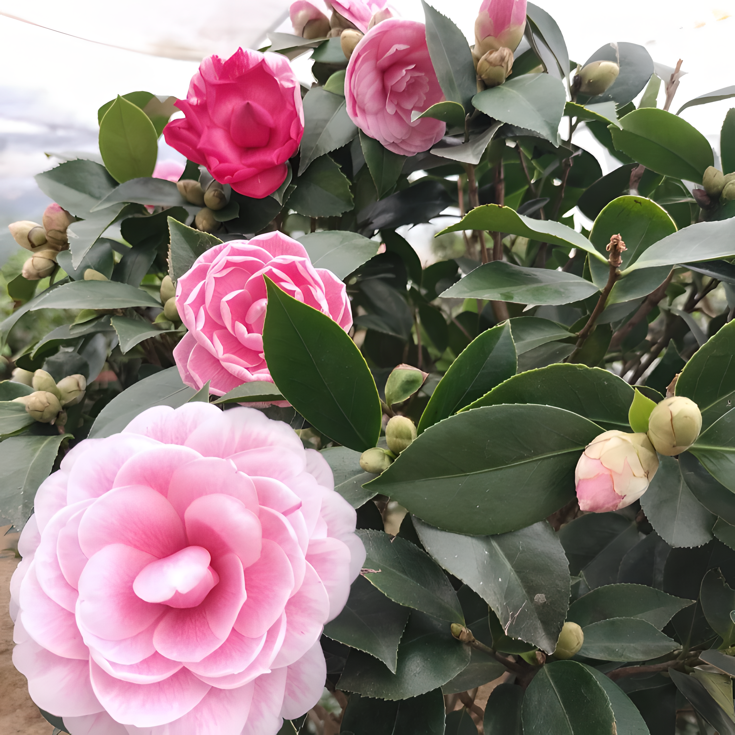 🌼Five-Color Camellia—Ideal Love-Plantjoyfarm-best selling,Garden Seeds