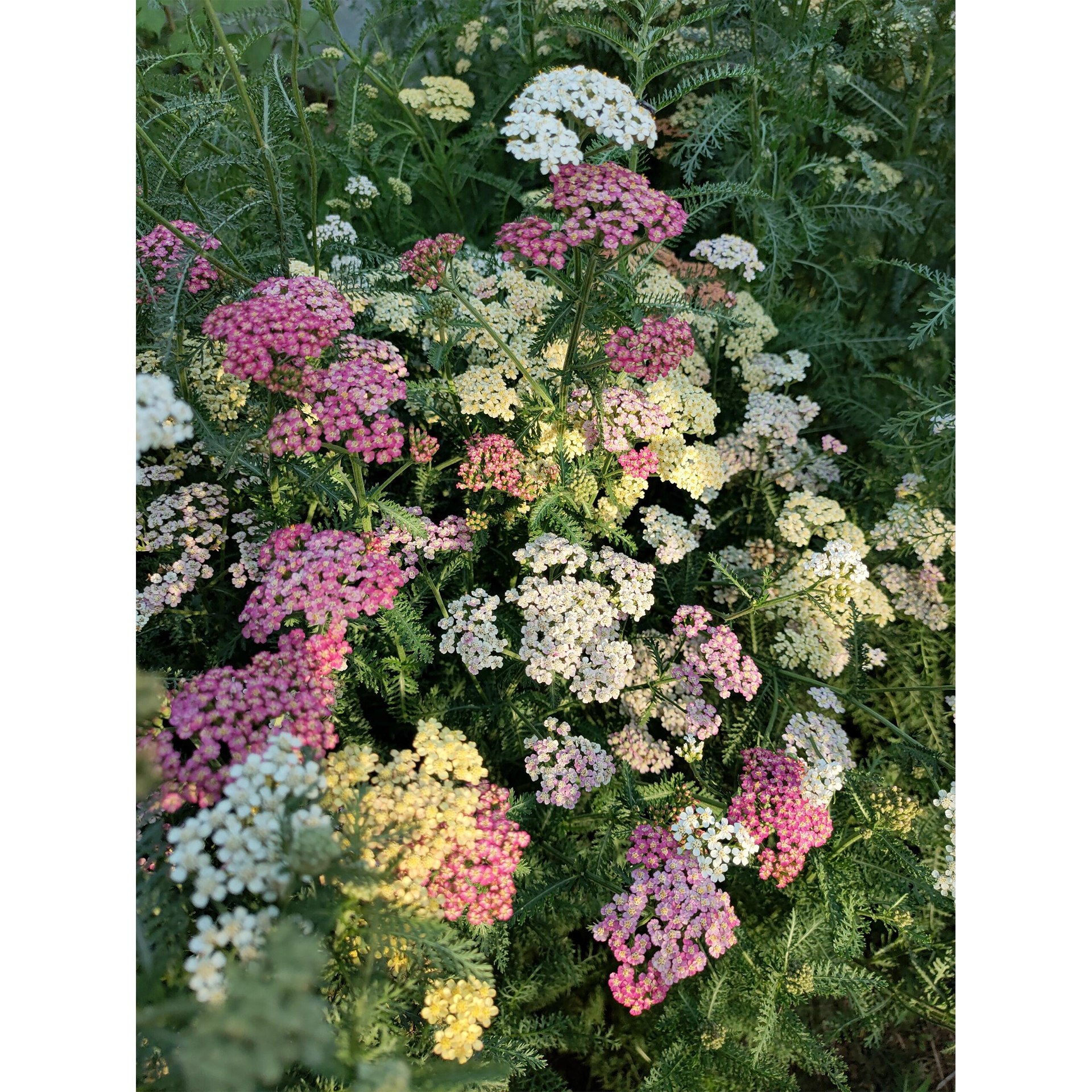 Swamp Milkweed Seeds - Mix-Plantjoyfarm-Flower Seeds,Pollinator