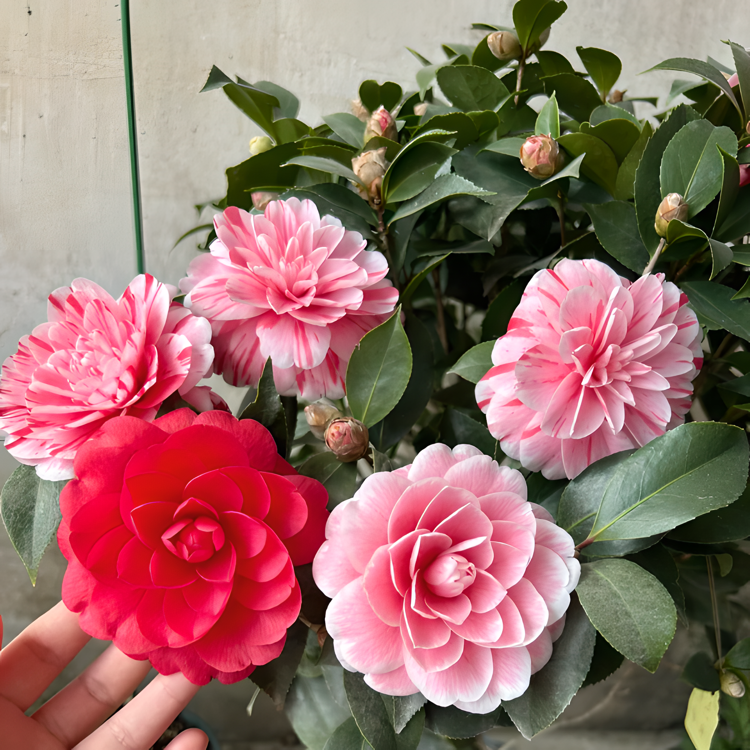 🌼Five-Color Camellia—Ideal Love-Plantjoyfarm-best selling,Garden Seeds