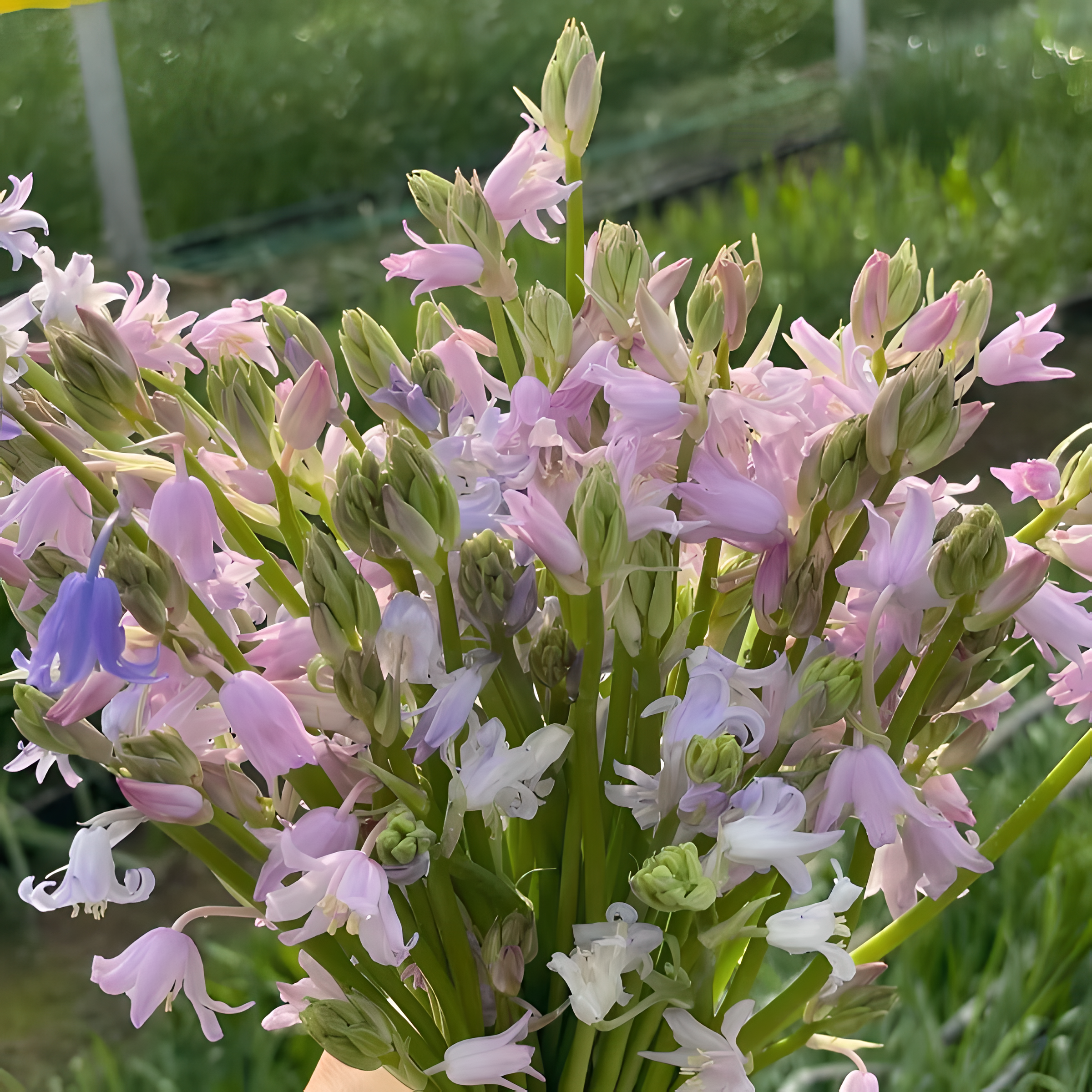 🧚‍♂️🔔Bluebell—The Lucky Bell Of Fairies-Plantjoyfarm-best selling,Garden Seeds