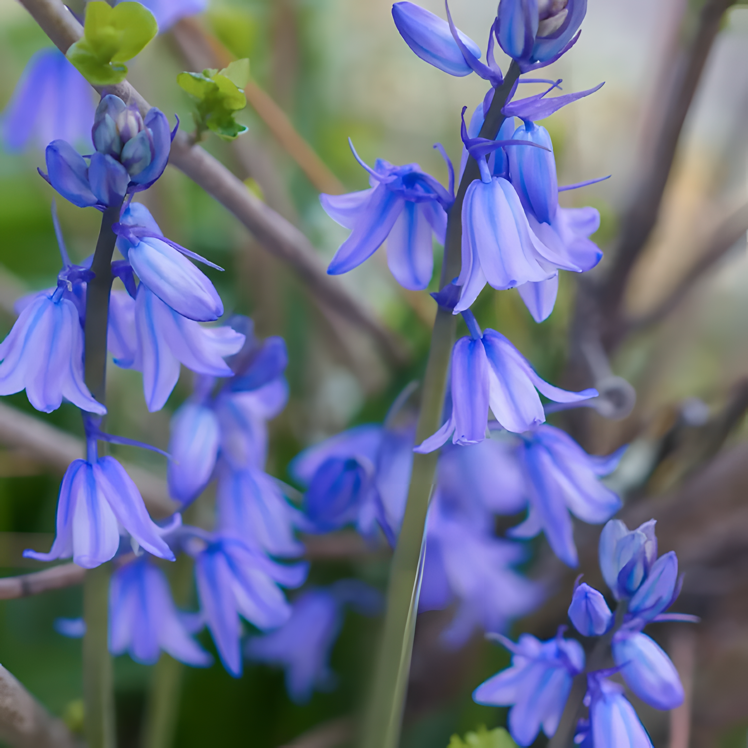 🧚‍♂️🔔Bluebell—The Lucky Bell Of Fairies-Plantjoyfarm-best selling,Garden Seeds