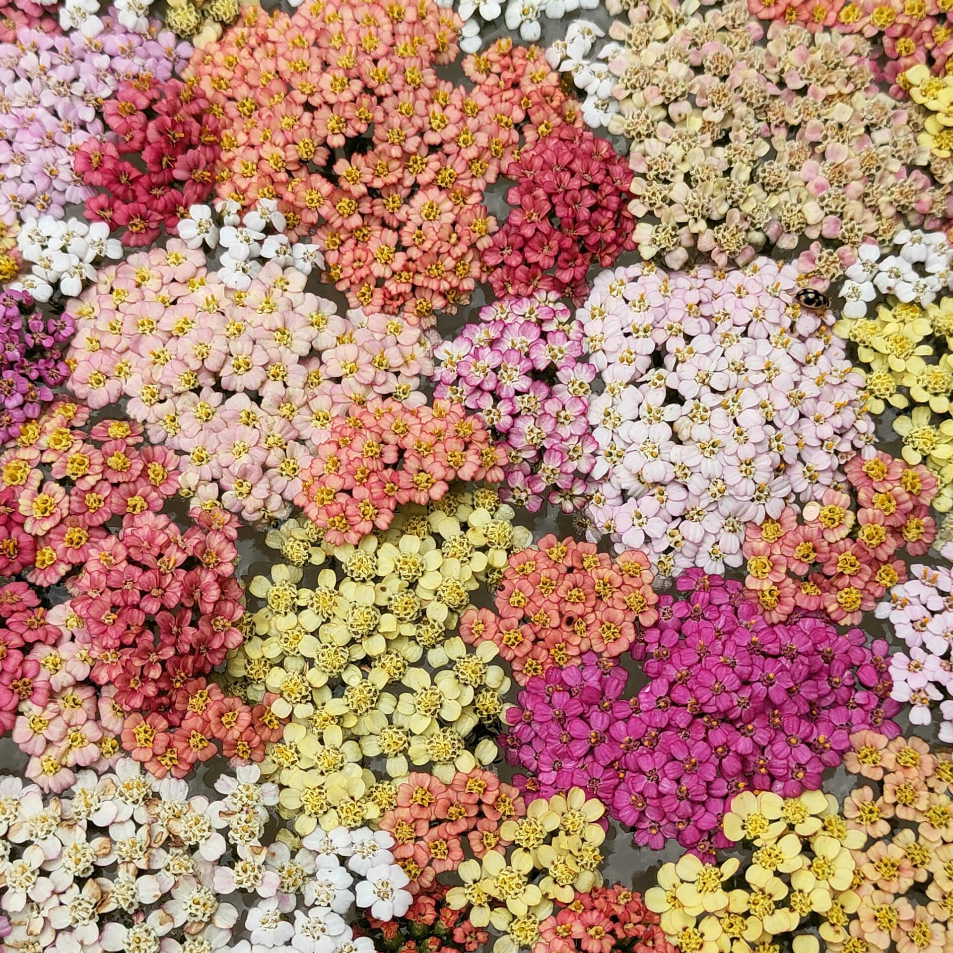 Swamp Milkweed Seeds - Mix-Plantjoyfarm-Flower Seeds,Pollinator