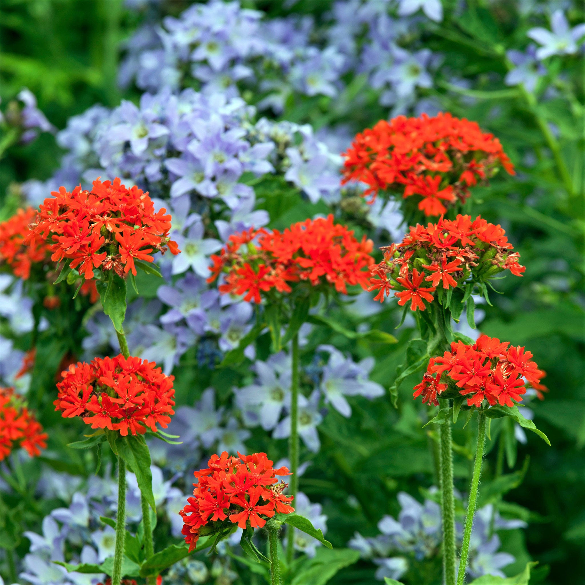 Maltese Cross Seeds-Plantjoyfarm-Flower Seeds,Pollinator