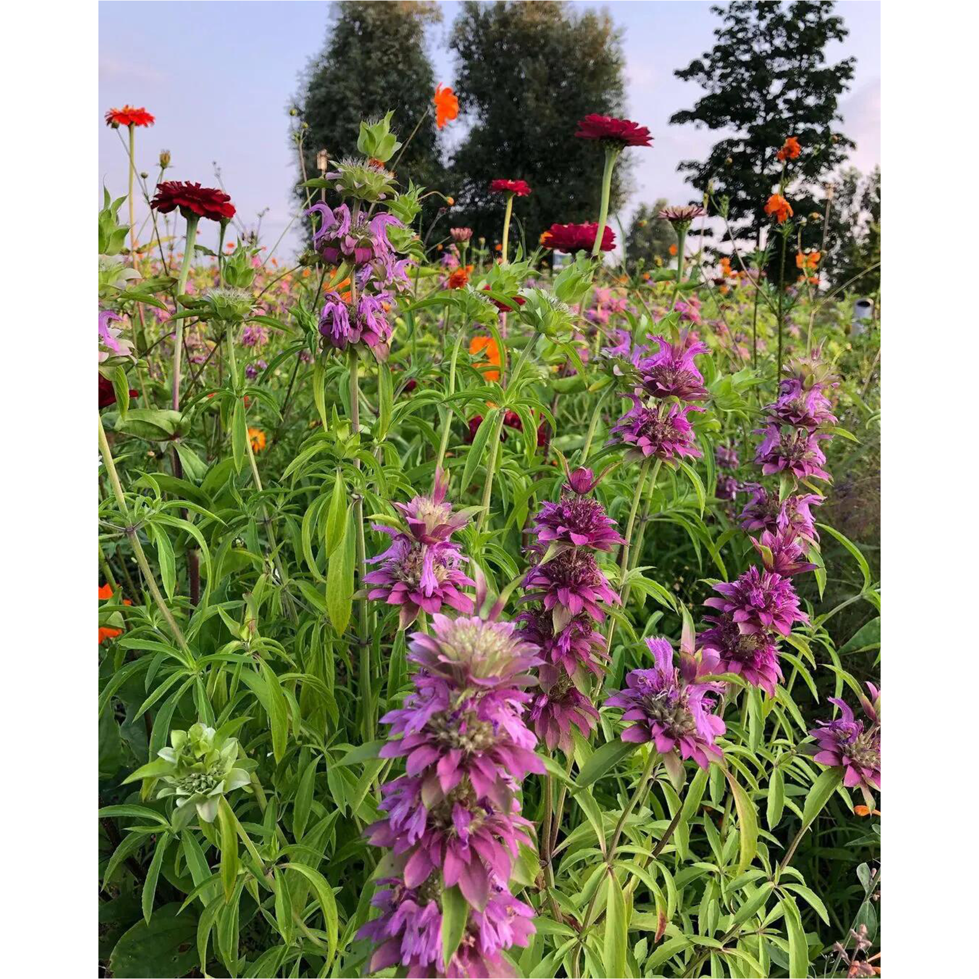 Lemon Mint Seeds-Plantjoyfarm