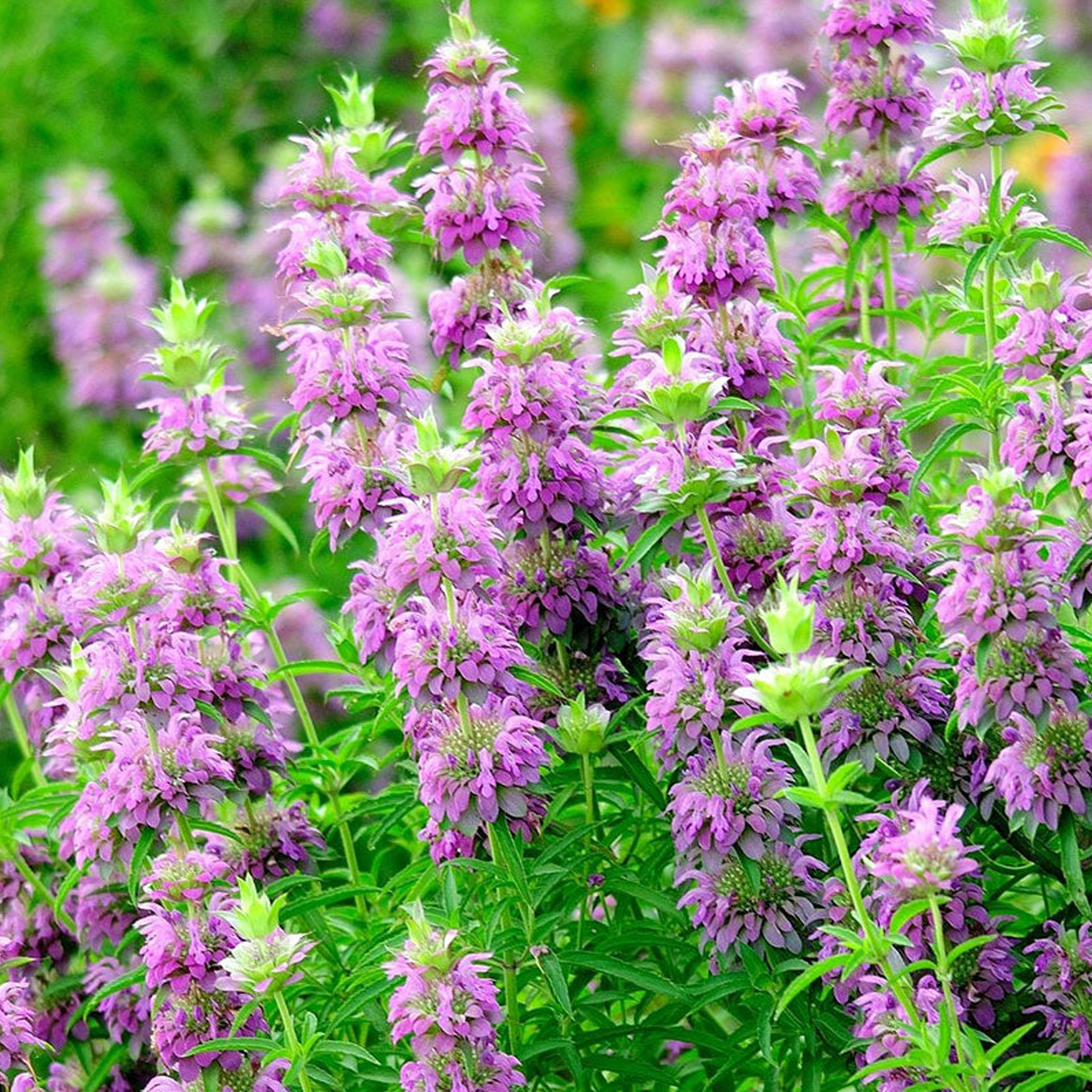 Lemon Mint Seeds-Plantjoyfarm-Partial Shade,Flower Seeds