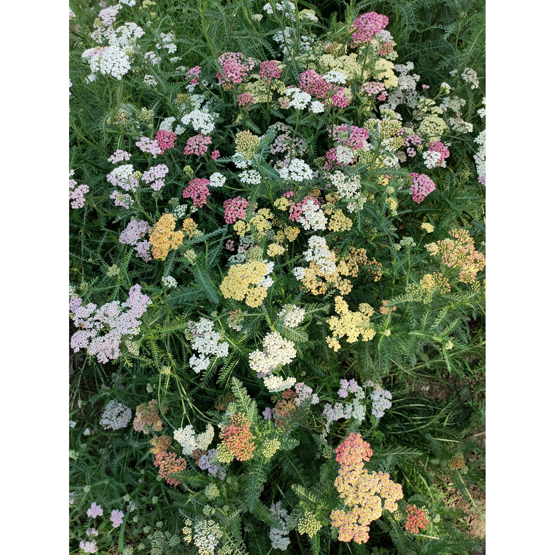 Swamp Milkweed Seeds - Mix-Plantjoyfarm-Flower Seeds,Pollinator