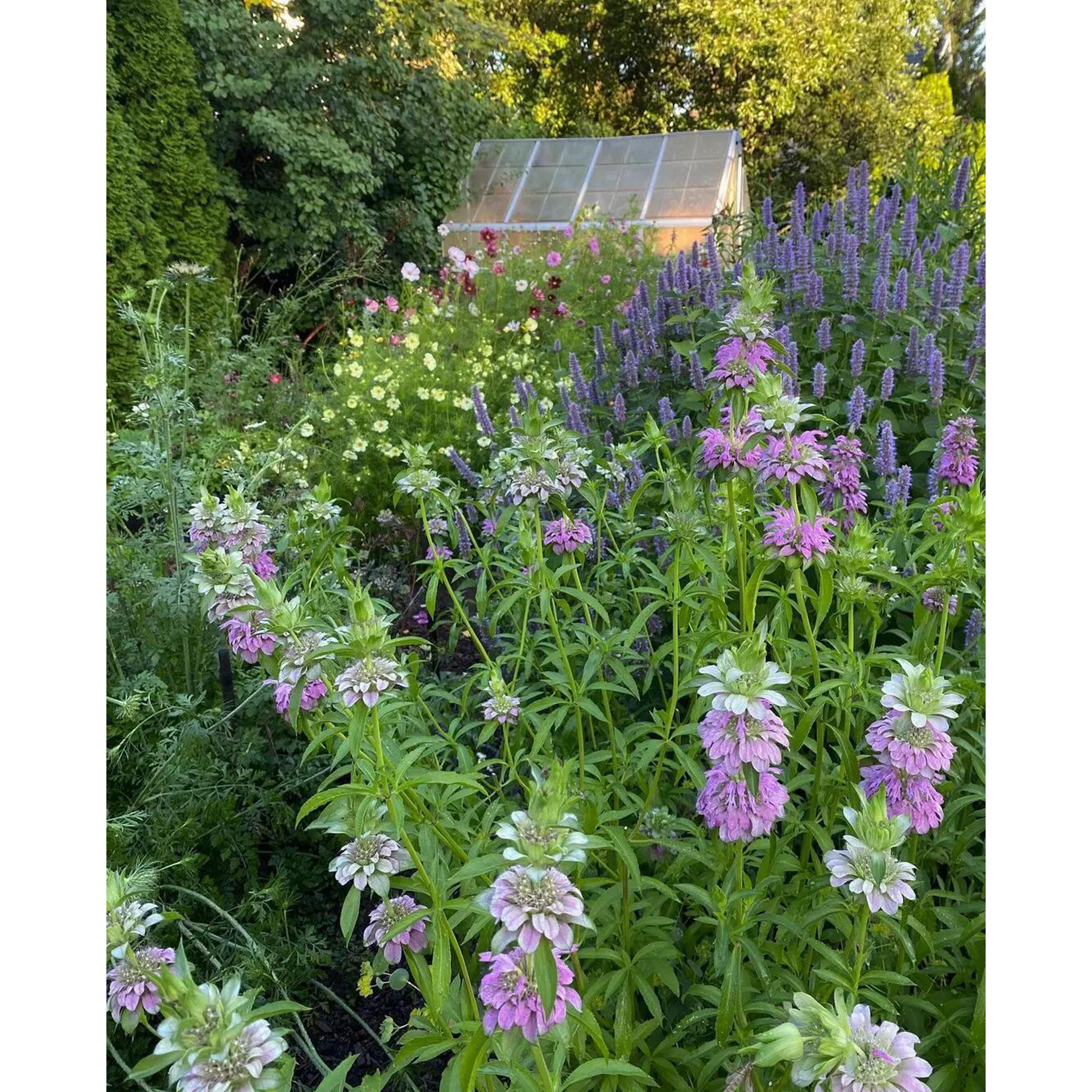 Lemon Mint Seeds-Plantjoyfarm