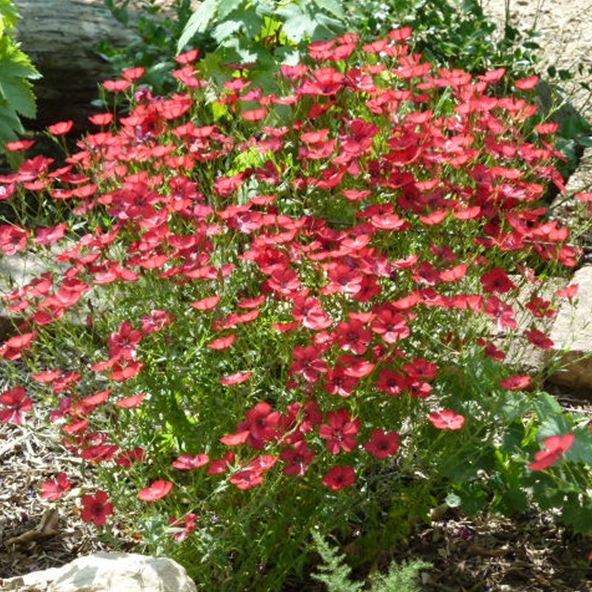 Scarlet Flax Seeds-Plantjoyfarm-Flower Seeds,Partial Shade
