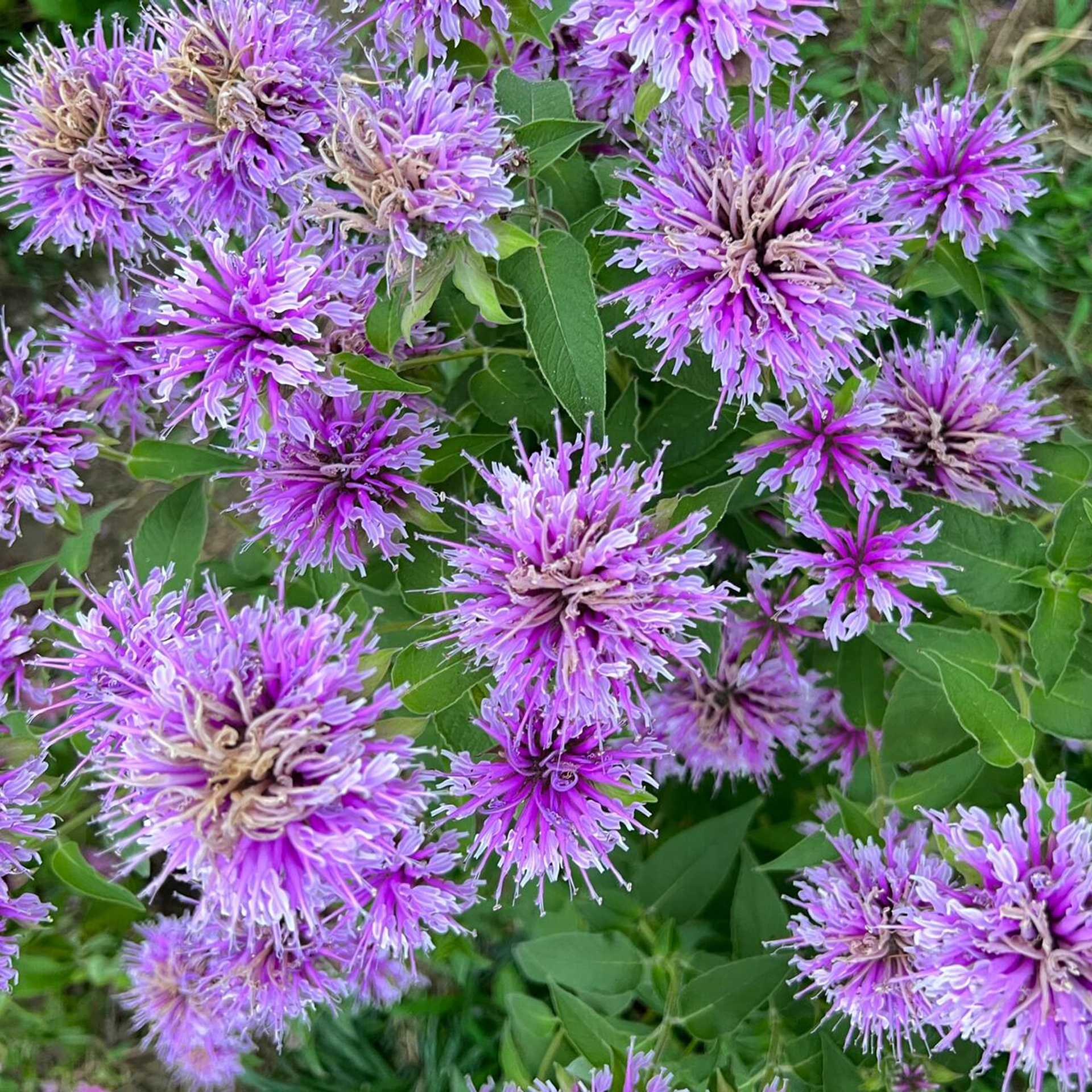 Bee Balm - Wild Bergamot Seeds-Plantjoyfarm-Flower Seeds,Pollinator