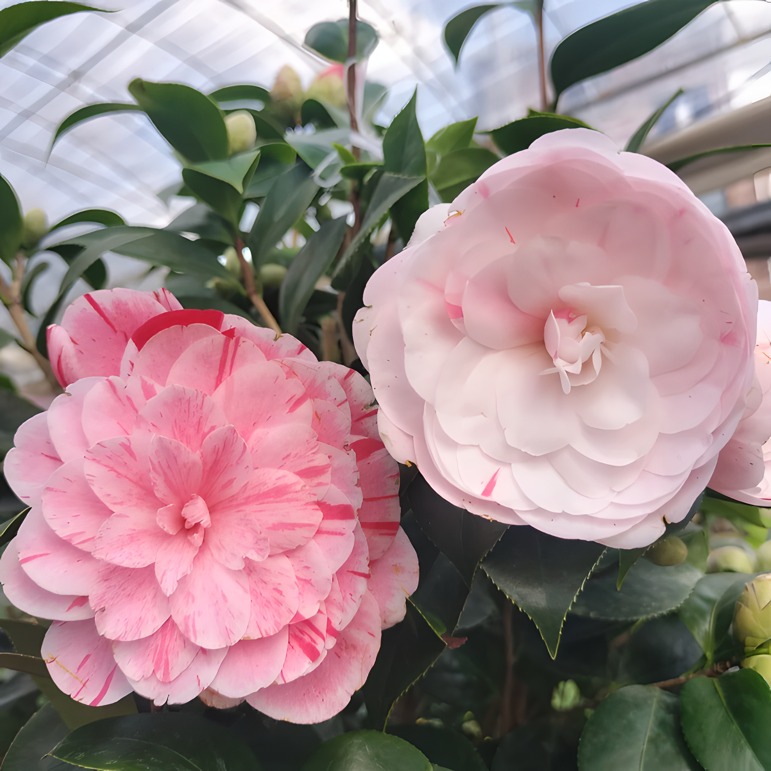 🌼Five-Color Camellia—Ideal Love-Plantjoyfarm-best selling,Garden Seeds